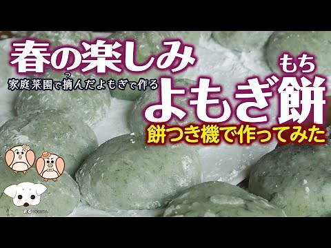 よもぎ餅の作り方 餅つき機でつく簡単レシピ 〜春、よもぎを摘んで、よもぎ餅・草もち〜