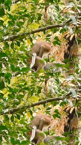 The best monkey lifestyle | Monkey Magic