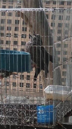Beautiful Birds Enjoying Natural Rain Shower 🌧️✨ | Birds Bathing in Rain (Pure Relaxation)