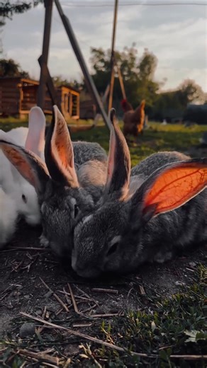 3 things you didn't know about rabbits 🐰