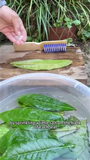The hidden value of loquat leaves #loquat #plantknowledge #natureuse