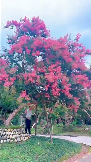 unique flowering large tree showcase #floweringtree #uniquetree #gardenshowcase