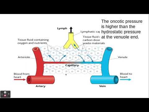 3.1.2. Transport in Animals d) The formation of tissue fluid