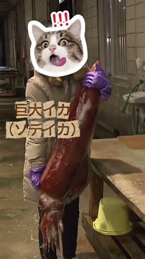 でっけ〜イカ🦑で、カレーを作ってみた！沖縄県産素材を中心に薬膳の知恵を生かしたカレーです！