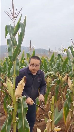 Traditional Corn Harvesting: Precision Harvesting with Hand Sickles #shorts