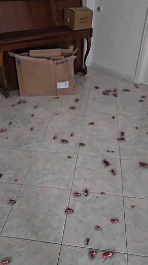 Video di ALESSANDRO FARCI (@alberteinstein1977) con Pedro - Jaxomy & Agatino Romero & Raffaella Carrà