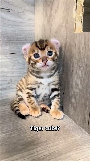 Cute Baby Animals Facts #shorts #elephantbaby #tigercubs