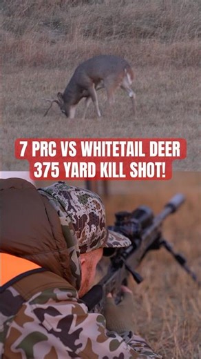 7 PRC VS WHITETAIL DEER 375 YARD KILL SHOT! #hunting #killshot #shorts