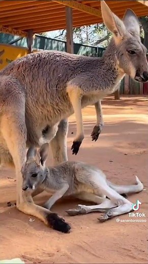 A Rare Look: Baby Kangaroo Climbing Into Mom's Pouch! 🦘
