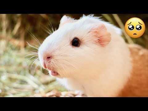 5 Signs your Guinea Pig is Unhappy
