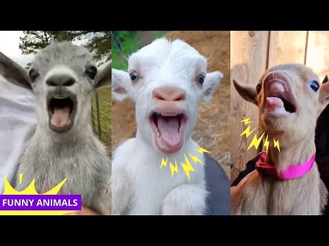 Cute Baby Goats Compilation 😍🐐 [Funny Animals Video]