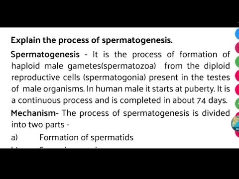 Explain the process of spermatogenesis.