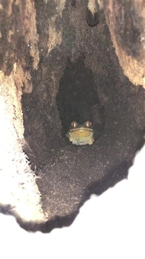 Scary Froggie Toss Game