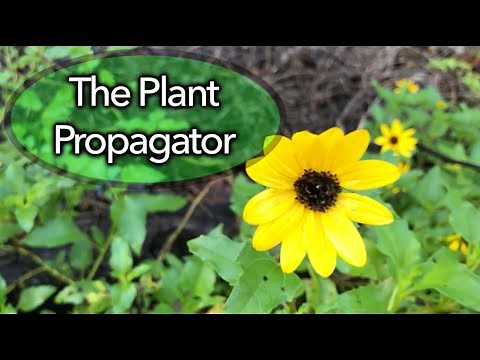 Propagation of dune sunflower using stem cuttings