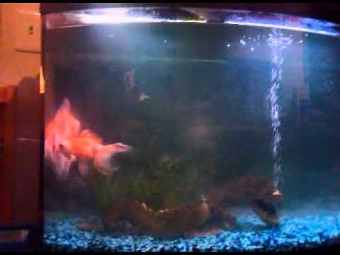 Goldfish Laying Eggs