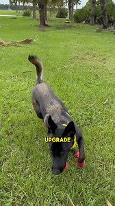 The all-new Halo Collar 4: Smaller and more powerful. | Halo Collar