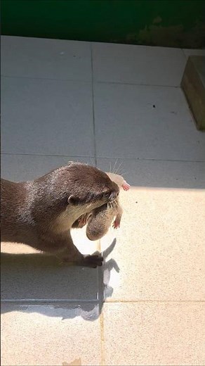 Give me back my baby #siboni #siboni #otter #animals