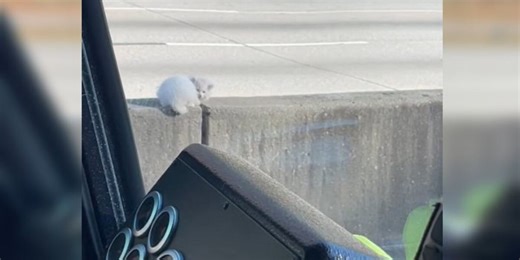 Kitten rescued from median wall of busy interstate, gets new home