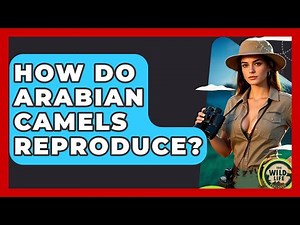 How Do Arabian Camels Reproduce? - The Wild Life Explorer