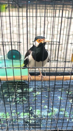 burung jalak suren jantan #burung #dunfallowlovebird #kicaumania #burungkicaudialamliar #jalak #fyp