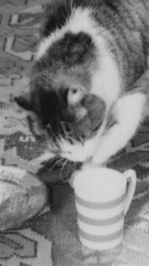 A guide to Britain's stray cats! Daniel Farson was the Louis Theroux of his era, turning a curious eye and lending a wry tongue to a glorious gamut of then-contemporary hot-potatoes. From Daniel Farson's Guide to Britain: Volume 1. #documentaryfilm #documentarytok #catsoftiktok #physicalmedia