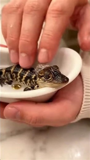 🐊 The world's smallest baby gator gets a spa day! 🥺🛁