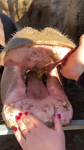 Happy 25th birthday Bibi!! 🎉 | Cincinnati Zoo & Botanical Garden