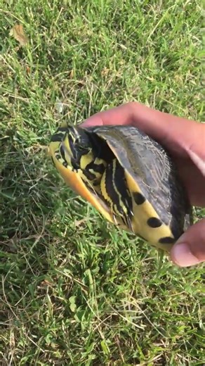 Yellow bellied turtle #turtle #animals #fyp #reptile #viral