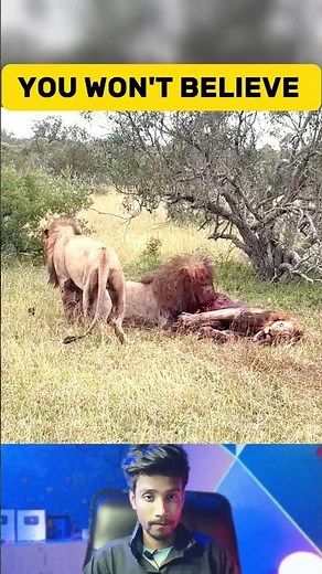 Rare Video Lion Eating Lion Alive | Unbelievable Wildlife Encounter