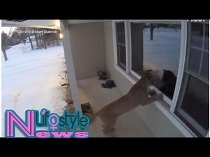 Mountain lion caught on camera looking through wisconsin window