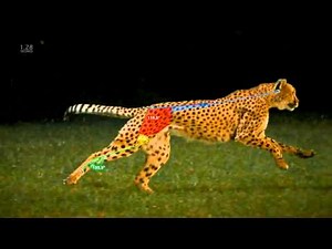 Kinetae Tracking angles of a running gepard with Kinovea 0.8.20