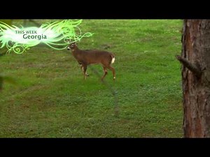 Michael Waddell's Bone Collector (S7) - Hunting Whitetails in Georgia