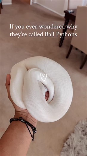 Unknown Exotics🐍 on Instagram: "Ball pythons roll into a ball as a defensive mechanism to protect their vulnerable head and vital organs from predators. When not feeling threatened, a ball python may also simply coil up in a relaxed state, such as when resting in its hide or sleeping. #trending #explorepage #reptiles #viral #trendingreels #explore #pets #petsofinstagram #petstagram #snakes #reptilesofinstagram #snakesofinstagram #ballpython #kaburamaru"
