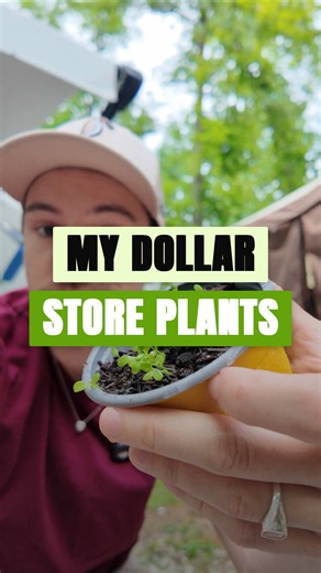 Have you ever seen those flower and herb garden starter kits at the dollar store? Me too, Barbara. I caved again. #dollarstore #flowers #camperliving #gardening