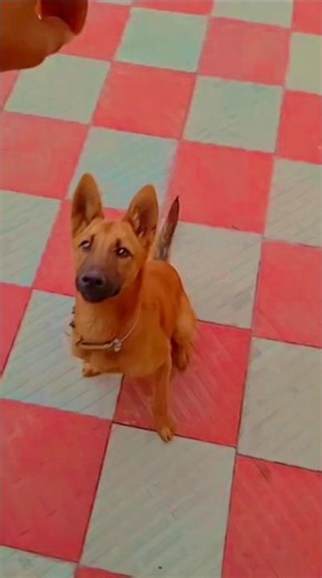 Day-3 dog Training #answer #automobile #funny #love #nothingimposibleinthisworld #memes #comedy vvvv