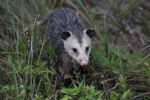 Do Possums Eat Rats?