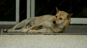 a dog wake up by the disturbing insect