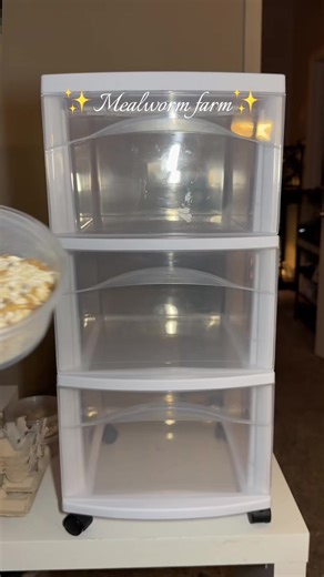 How to Successfully Breed Mealworms at Home