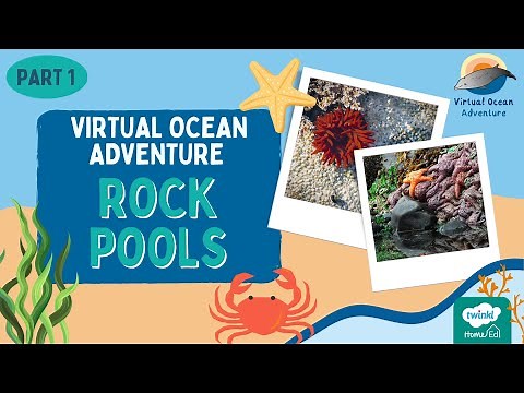 Virtual Ocean Adventure - ROCK POOLS
