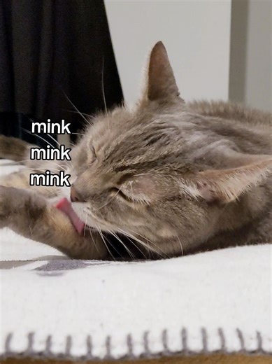 mink mink mink #cat #catsoftiktok #cattok #cleaning #fyp | mink mink mink