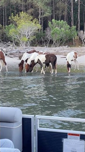 Wild Chincoteague Ponies & Capt. John