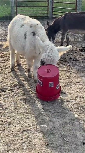 They are a big help 🤣 #shorts #onehappyassfarm #farmlife #donkey