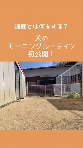 犬のモーニングルーティン#しつけ#dog#dogtraining#ドッグトレーニング#預託訓練