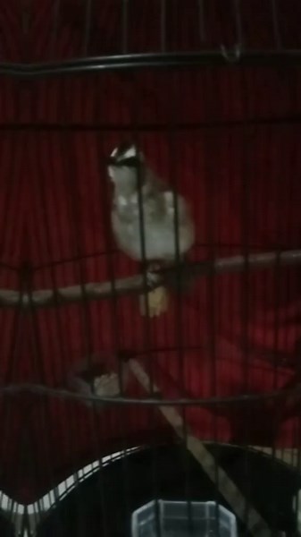 Cong Andi Sreank (@andi.92)’s videos with Dj Phonk Guci Prada X Gangster Jedag Jedug - Azay DTM