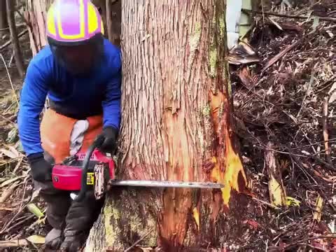 outstanding performance tree climber cutting #treeclimber #cuttingskills #treecutting #treework #usa #unitedstates #Foryou