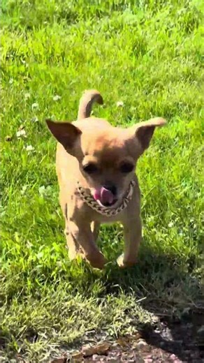 Training for the Olympics (The Nap Olympics are immediately after this).