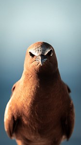 9.9K views · 47 reactions | I bet you’ve never seen a bird yawn...