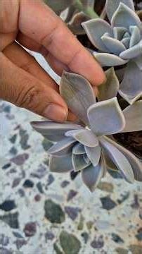 how do I water my succulents?
