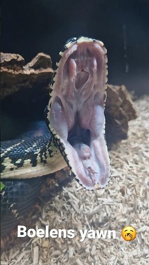 Boelens Python Yawning 🥱 #snake #bite #teeth #reptiles #animals