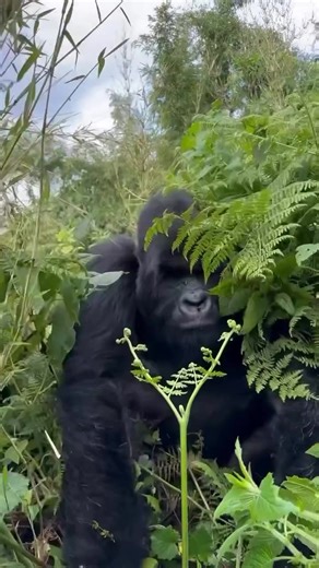 Gorilla trekking experience📍 #bwindiimpenetrableforest #wild #uganda #wildlife #gorilla